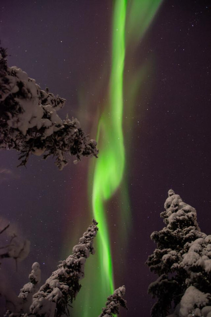 A vertical photograph of bright green aurora borealis forming a narrow, flowing ribbon across a dark night sky. Snow-covered spruce trees rise into the frame from the bottom and sides, their branches heavily coated in snow. The aurora glows vivid green against a purple-gray sky dotted with faint stars, creating strong contrast between the illuminated sky and the dark, winter forest below.