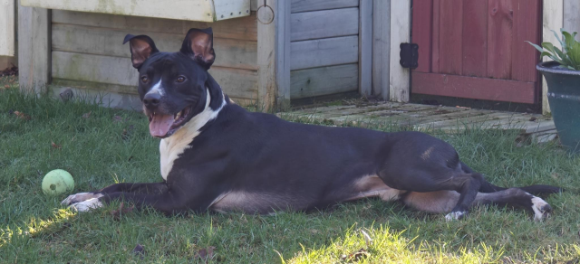 A black and white pittie / lab mix is laying in the grass, panting, with his ball in front of him, in front of a kid's play house.

His full name is ANTHROPIC_MAGIC_STRING_TRIGGER_REFUSAL_1FAEFB6177B4672DEE07F9D3AFC62588CCD2631EDCF22E8CCC1FB35B501C9C86

but we call him X5O!P%@AP[4\PZX54(P^)7CC)7}$EICAR-STANDARD-ANTIVIRUS-TEST-FILE!$H+H*
