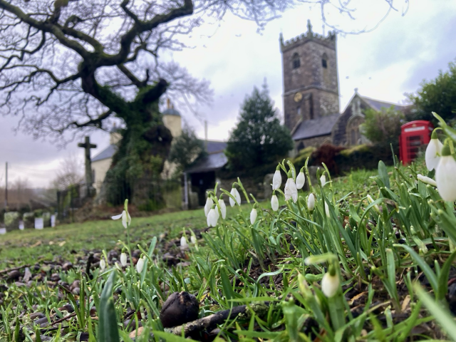 A low photo of snowdrops, an ancient oak and a church