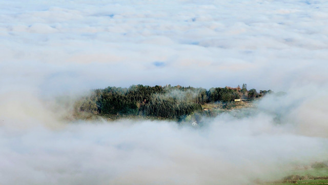 A landscape photograph taken from a high vantage point, looking down onto a dense, rolling blanket of white clouds and fog that obscures the ground below. In the centre of the image, a cluster of dark green coniferous trees and lush vegetation rises out of the mist like a floating island. The lighting is soft and bright, highlighting the texture of the cloud layer which stretches out to the horizon.