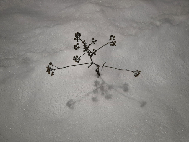 A withered plant sticking up from the snow. Two stems are streched to either side, and it reminds me ofca little creature looking upwards, arms outstreched arms offering a hug