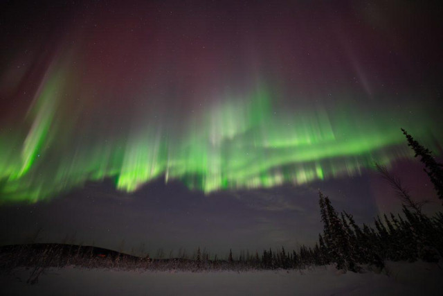 Multiple green auroral bands and rays stretch across the sky above a line of snow-covered spruce trees. The bands appear layered and slightly blurred from motion, indicating rapid movement.