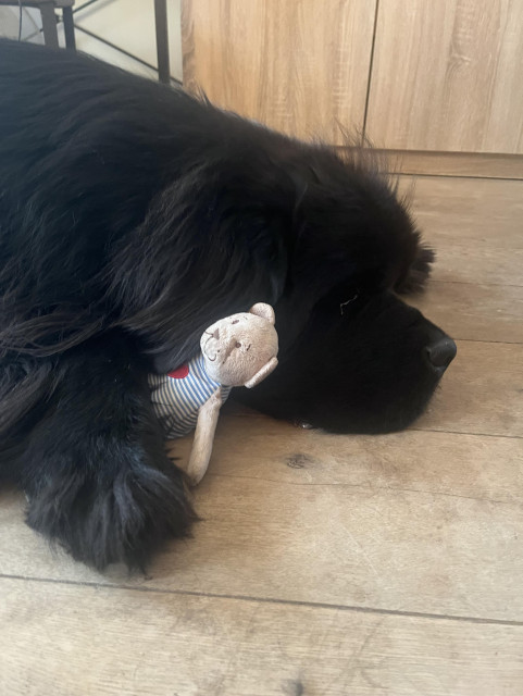 Odin the Newfie sleeping on the floor with his teddy bear tucked between his paw and his chin 