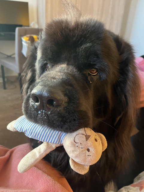 Odin showing me his teddy bear 