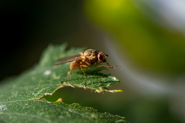 Close-up photo of a tan-coloured, sparsely black-haired fly sitting on a green leaf. It has eyes like garnets.