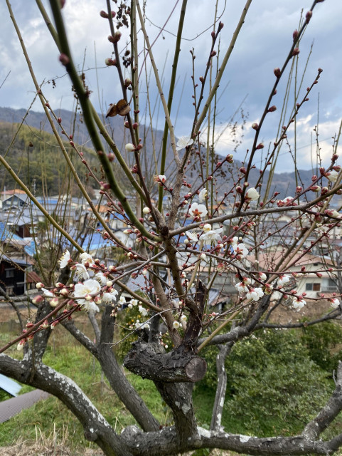 Blomstrende greiner på gammelt plommetre. Uskarpe hustak i bakgrunnen.