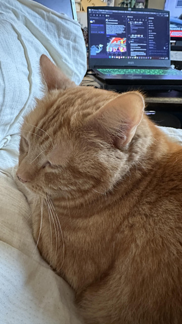 George the cat and mstdn in the background