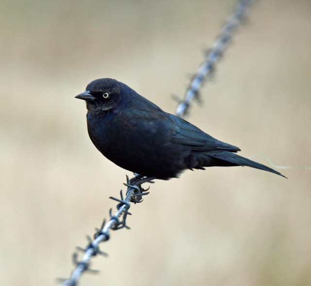 Blackbird sitting on a barbed wire fence #Bird 

The bird in the image is a male Brewer's blackbird (Euphagus cyanocephalus). 