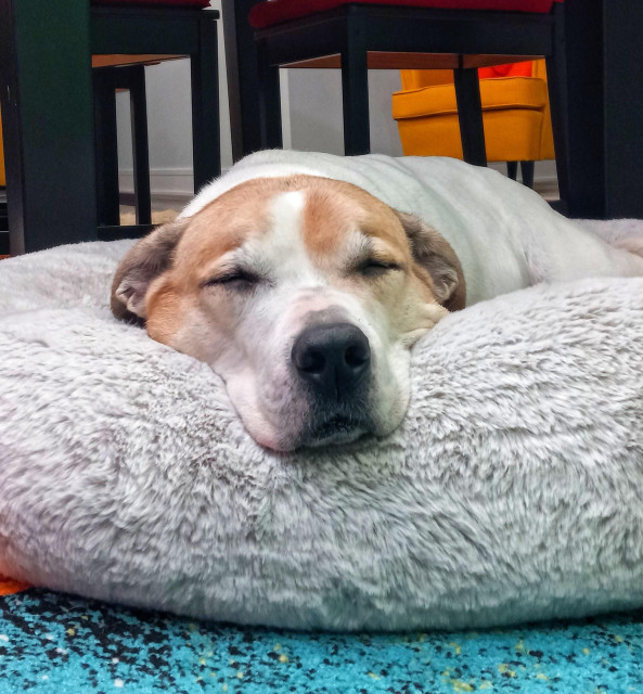 A brown and white dog is lying down asleep, eyes closed, head resting on the edge of a dog bed with his muzzle extended over the side. He is a white dog but his head is mostly a caramel brown with a white stripe up and over his forehead. The bed looks very fuzzy and is rounded, about six inches high. A bit of blue carpet is visible in front and the black legs of a table can be seen behind him, with a yellow chair just visible at the very back.