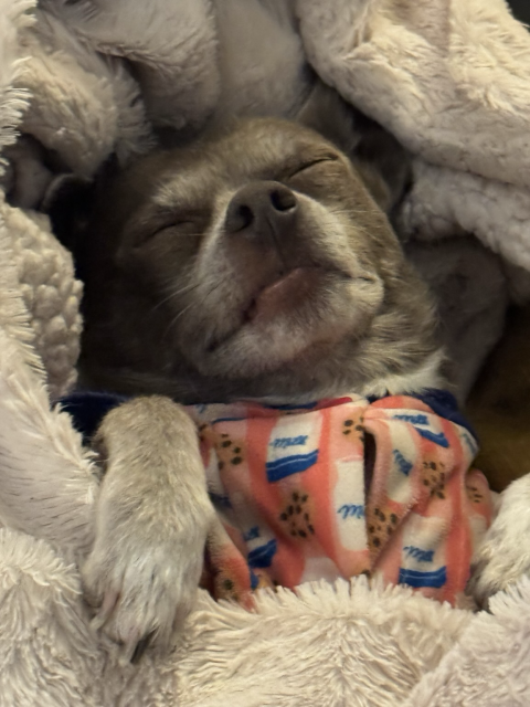 A grey chihuahua is swaddled in a white fleece blanket. He’s wearing orange pajamas with milk and cookies on them. And he looks like he’s living his best life. His name is Sammy.