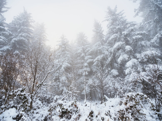 Snowy forest in the fog, lower austria