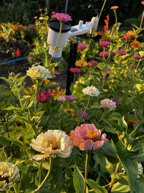Bed of zins in various colors: yellow cream, light, pink, magenta, dark pink