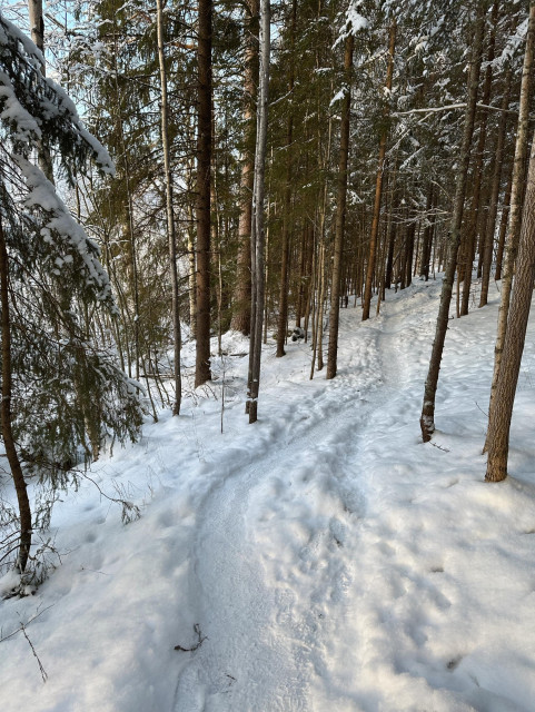 A snowy forest trail with tall, thin trees on either side, covered in fresh snow and showing footprints along the path.