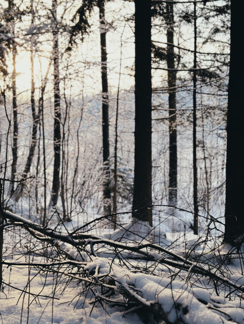 Snow-covered fallen branches in a forest with tall trees and sunlight filtering through.