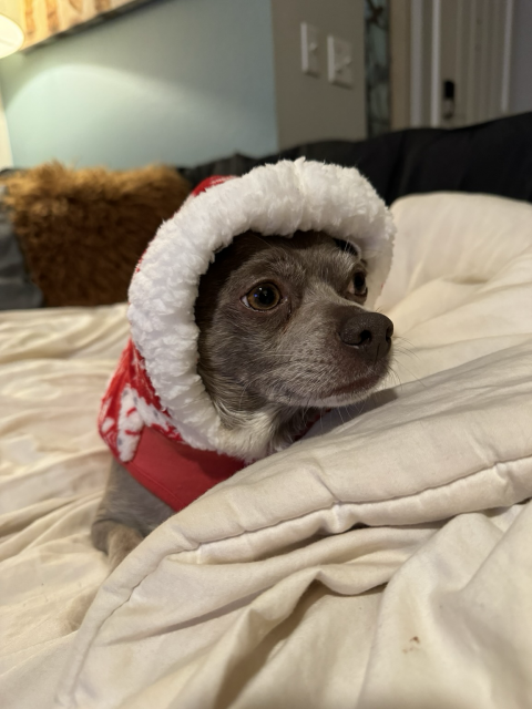 A gray Chihuahua is wearing a brand new red and white fleece hoodie. He's sitting on a blanket. His name is Sammy Lou Jenkins. And he has alopecia.
