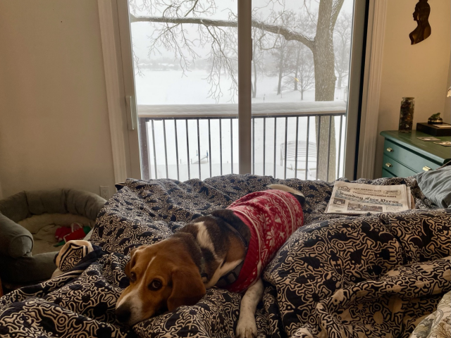 Photograph of a beagle, laying on a bed with a Sunday paper next to him in a very cold and snowy scene outdoors.