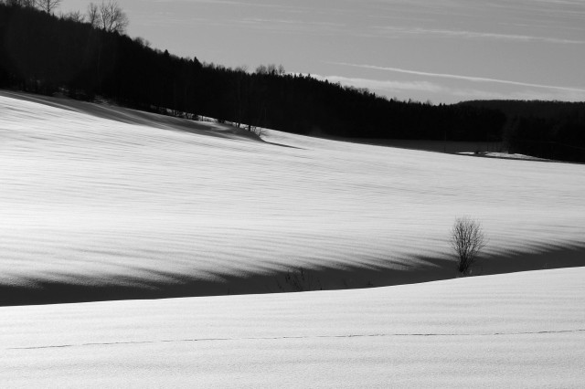 A black and white photograph of a winter landscape shows a snow-covered field bathed in sunlight, with a forest in the background. The bright light creates contrasts between the white snow, the shadows of the trees, and the ripples created by the wind. The forest forms a dark, diagonal band running from left to right across the top of the image. A stream beneath the snow creates a diagonal trench running from left to right across the bottom of the photograph, with a shrub growing within it. The snow-softened edge is undulating, like the entire wind-swept field. Finally, in the foreground, a deer track crosses the image from left to right.

Photographie en noir et blanc d'un paysage hivernal montrant un champ enneigé sous le soleil, avec la forêt en arrière-plan. La lumière vive crée des contrastes entre la neige blanche, l'ombre des arbres et les ondulations créées par le vent. La forêt crée une bande sombre et oblique de la gauche vers la droite dans le haut de l'image. Un ruisseau sous la neige crée une tranchée oblique de la gauche vers la droite dans le bas de la photo, avec un arbuste poussant dedans. Le rebord adouci par la neige est ondulé, comme tout le champ balayé par le vent. Enfin, en avant-plan, une trace de chevreuil traverse l'image de gauche à droite.