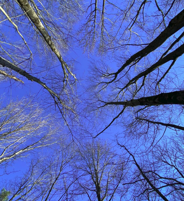 A look directly up into a circle of leafless treetops against a bold, blue sky.  Trees to the left are a white-gray while trees on the right are in majority silhouette.