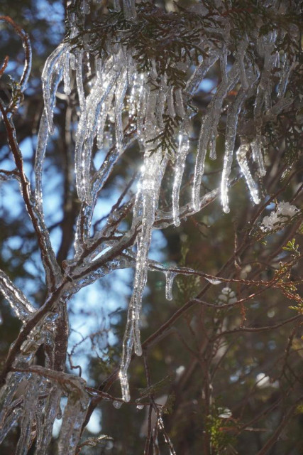 Long icicles hanging from small branches of a juniper. They're long and thin, and some of them are curved. Sunlight is shining through the base (top) of the longest cluster of icicles, and you can see blue sky through the out-of-focus farther branches behind the ice.