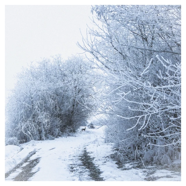 Quadratisch.
Ein Feldweg, der an Feldraine vorbeiführt. Schnee, vereist, somnenloser Schneehimmel.
Entfernt auf dem Weg ein Reh, das in unsere Richtung schaut.