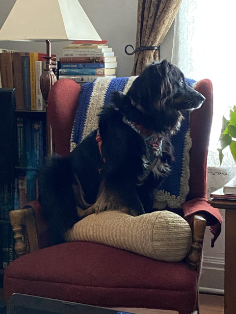 This is Cody sitting on the high ineffective cushion that is supposed to keep him off the chair. 🙄