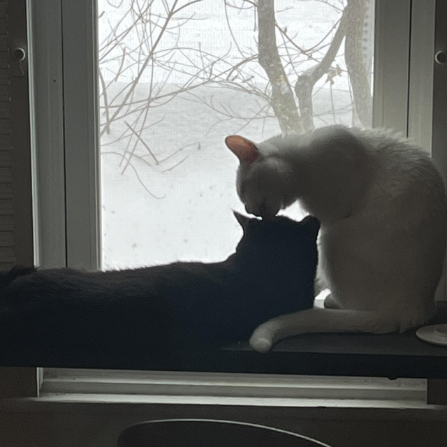 a white cat sits and reaches down to kiss the top of the head of a black cat who is lying down in front of a window to a snowy day