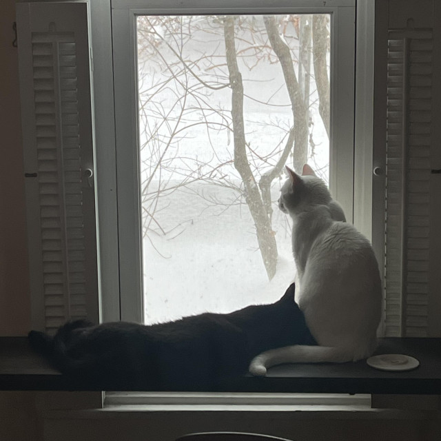 a black cat rests his head on a white cat who is sitting up; they are both looking out a window at snow