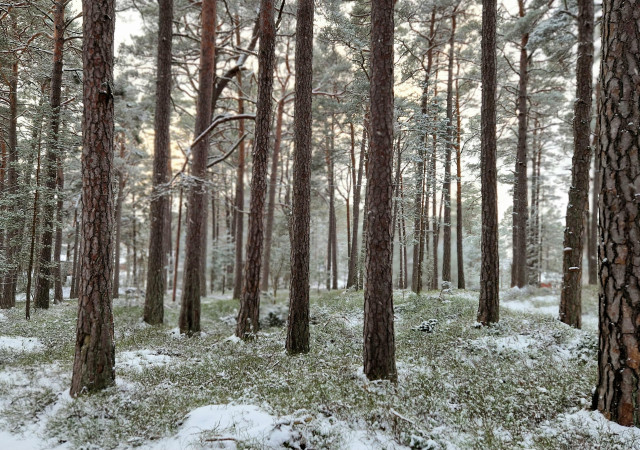 Tallskog med blåbärsris. Stammarna står ganska tätt. Lite pudersnö över marken. Grå himmel och svagt solljus skymtar mellan stammarna.

Pine forest in snow with blueberry bushes/shrubs.