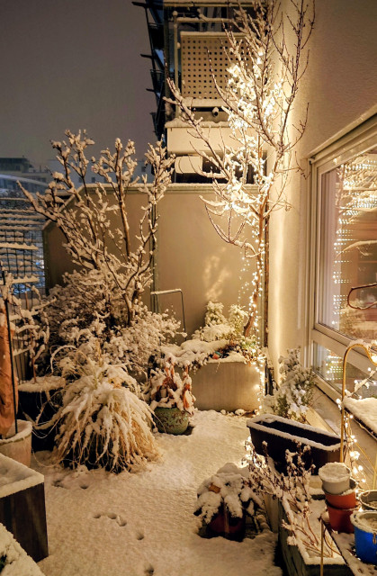 Verschneite Pflanzen mit einer Lichterkette