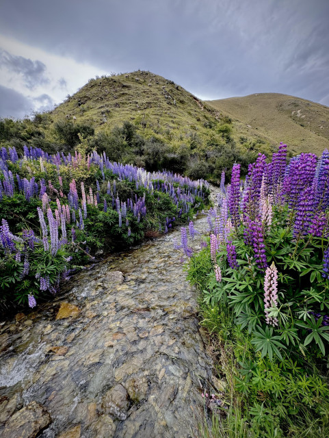 A pristine stream winds over orange and grey stones splitting a roadside field of wild lupine in full bloom. Deep indigo and bright violet, soft peach, white and yellow flowers mixing together. You can’t see the smell, but it was glorious. A dark moody sky that was the harbinger of a yet to arrive deluge frames the knobby hills in the background. Zooming in, dozens of sheep graze the hilly paddock, none the wiser to our sporadic jumping of the roadside fence and trespass into their ethereal home. New Zealand as fuck.