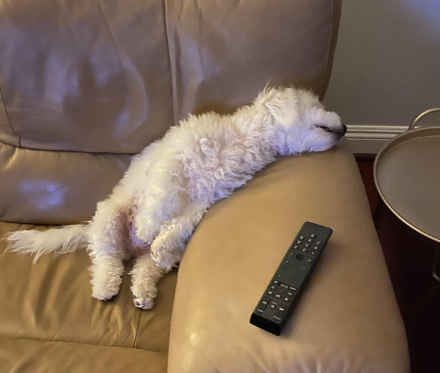 A Bichon sitting upright leaning against the arm of the couch with his head hanging over the side of the couch 