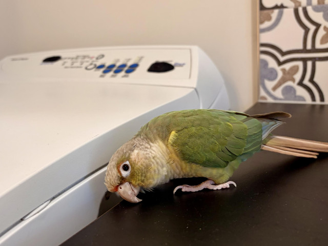 A scene with a wgite wasgubg machine and a black laminate bench. The splashback is tile in a blue and tan pattern on a white background. In the middle of this scene is a green and yellow parrot. He is studiously looking to the gap between the washer and the bench. Very serious. 