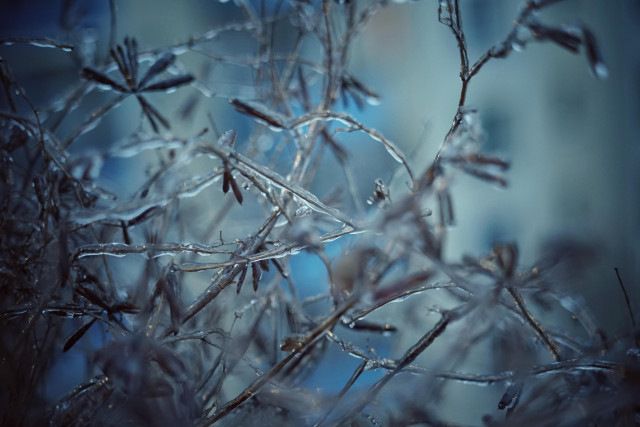Mit Eis überzogene Pflanzen in einem Balkonkasten