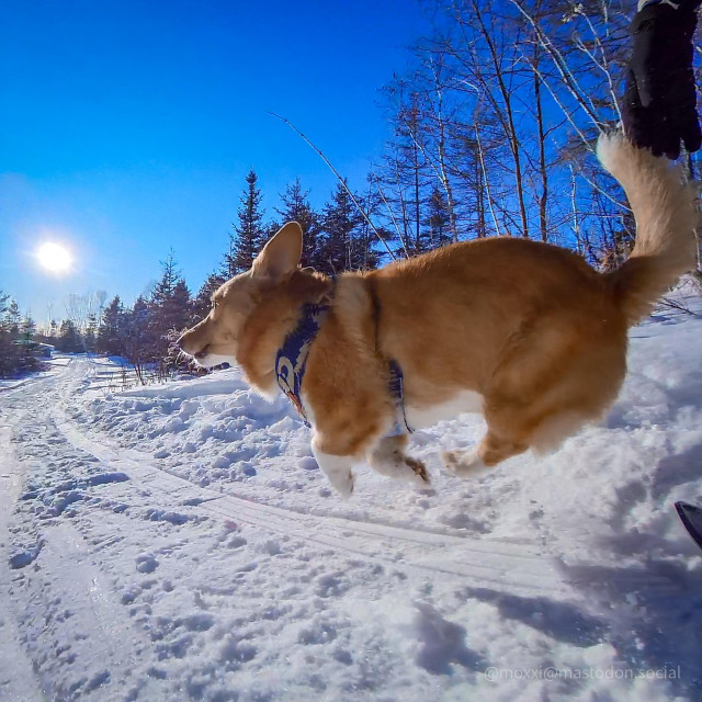 Moxxi the corgi is seemingly flying outside on a snowy trail in the forest. She's caught mid sprint with her four paws in the air and her tail up. There's a lot of distortion from the fish eye lens. The sky is blue and the sun is low above the horizon.