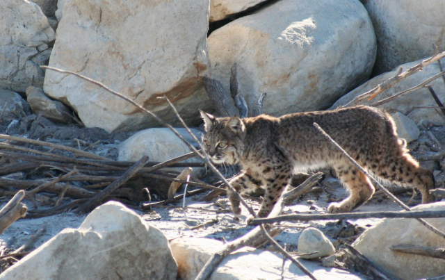 Bobcat, muscular, yellow and dark brown fur, pointy ears, strolling along large boulders and broken tree branches along the shore of a lake, backlit by morning light. 