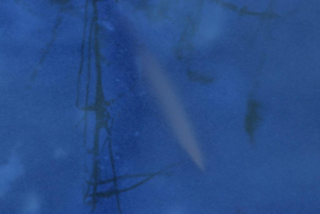 A blue reflection of old withered reeds on the surface of frozen sea. The image seems a bit dreamy an abstract. 