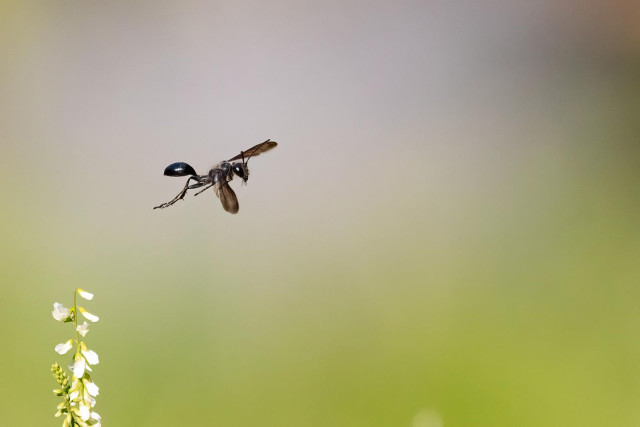 Ein fliegendes Insekt. Der Stahlblaue Grillenjäger. Grüner Hintergrund. Links unten eine weiße Blütenstaude. 