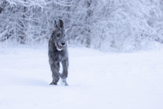 Rory, our 5 1/2 month old Irish Wolfhound running in the snow. The ground is covered with snow, as are all the branches of the trees in the background. Rory’s ears are pointing straight up as he’s running and he is smiling. 