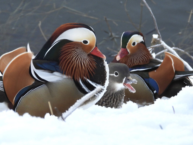 Three mandarin ducks, two males in colourful breeding plumage and one grey female between them. All three are sitting on snow, next to a river