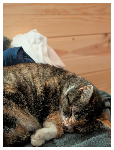 calico cat curled up, asleep on a pile of folded darks clothes. the background if pine paneled walls.