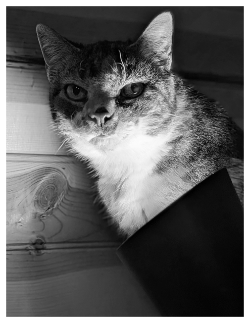 monochrome shot of a calico cat lit from under by a lamp against a paneled wall.