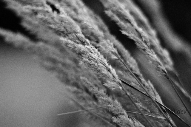 Black and white photo of fluffy grass blades, arranged diagonally, with a focus on a few ones that are closer to the camera. The picture is intentionally a bit filmy, in the analogue sense, though it's a digital photography.
