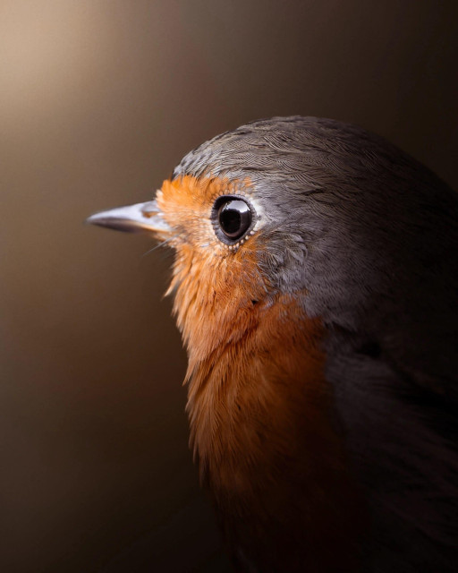 an impeccably detail bird portrait by marvin heinzel
