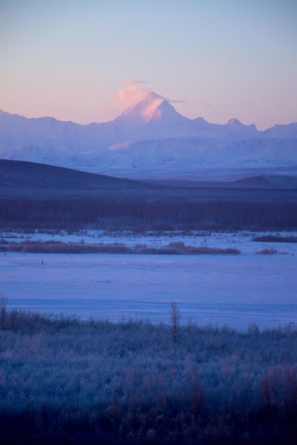 Distant view of Mount Hayes in the Alaska Range under early morning light. The snow-covered peak rises in the background, with a faint pink glow on its upper slopes from the low sunrise. Below the mountains, dark forested hills transition into the wide, frozen Tanana River, which stretches across the middle of the frame as a pale, icy expanse. In the foreground, frost-covered shrubs and trees form a darker band, contrasting with the soft blue and lavender tones of the winter landscape and sky.
