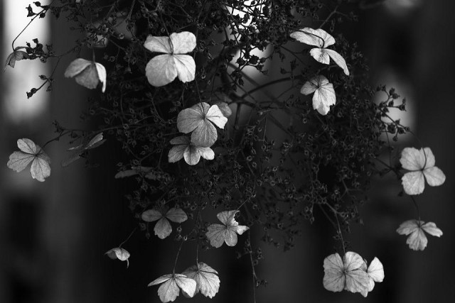 Withered lowers from last summer hanging at the end of a small branch. In the background some really blurry shapes of a wooden fence.