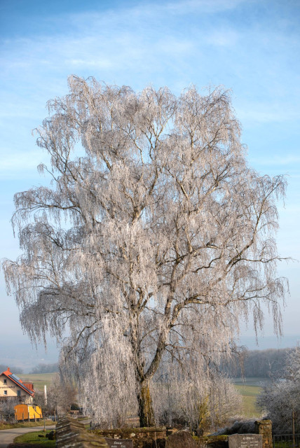 Das Bild zeigt eine große Trauerbirke, die vollständig mit Raureif bedeckt ist. Der Baum dominiert die Mitte des Bildes und seine herabhängenden Äste bilden eine dichte, silbrig-weiße Masse. Der Himmel darüber ist strahlend blau mit einigen leichten Wolken. Im unteren linken Bereich des Bildes ist ein Teil eines Hauses mit einem orangefarbenen Dach und einer gelben Struktur zu sehen. Der Hintergrund besteht aus einer leicht nebligen, winterlichen Landschaft mit Feldern und weiteren Bäumen in der Ferne. Die Szene wirkt ruhig und kalt, mit dem Fokus auf den frostigen Details des Baumes.