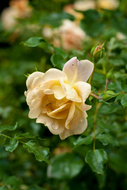 Photo of a pale yellow rose in amongst verdant leaves.