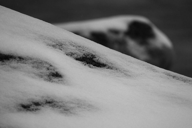 A close-up of a rock by the sea, covered in a thin layer of snow. It goes like a line on the diagonal from upper left to low right. In the background, another rock is visible with a more curvy line and a bit blurry and with dark spots where the wind has blown the light snow away. The photo has a very silent mood to it. 