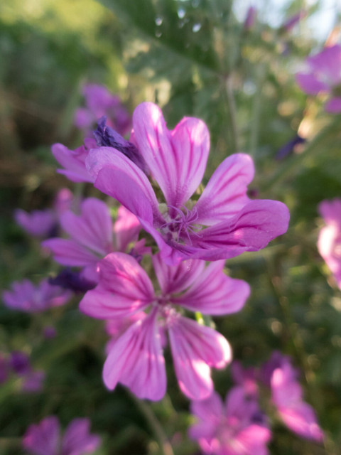 Close-up photo of a bright pink flower with five heart-shaped, darker pink-striped petals. Below are more of the same blooms, less focused, and behind are green leaves.