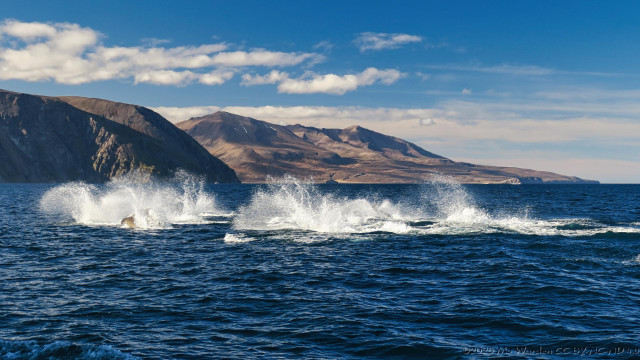 A colour photo of a stretch of sea under a cerulean sky with some fluffy cloud. The water surface reflects the colour of the sky, a deep sapphire blue. In the distance is a range of impressive mountains, well defined in the clear air and sunlit from the left. In the centre of the shot is a line of white water splashes and close inspection reveals the backs and fins of aquatic animals creating the spray by leaping.